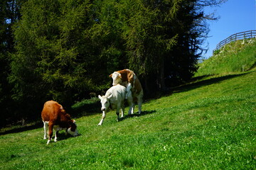 Mating grazing cows - obrazy, fototapety, plakaty