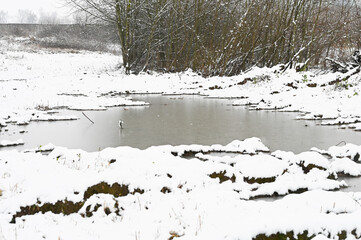 frozen puddles in a snowy forest