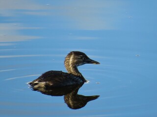 Duck on the clear blue lake