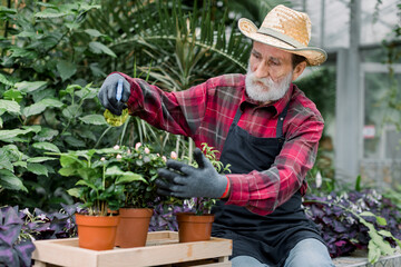 Gardening concept. Senior concentrated 70-aged bearded man in straw hat and workwear sitting near green plantings in glasshouse and spraying flowers with water sprayer