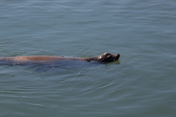 Obraz premium Sea Lion swimming in San Francisco Bay