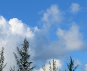 Pine Trees Below Beautiful White Clouds