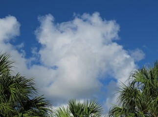 Palms against a blue sky