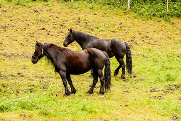 Fototapeta premium chevaux