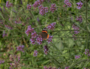 Red Admiral Butterfly (Vanessa atalanta) Gathering Nectar on the Flower Head of a Purple Top Plant (Verbena bonariensis) in a Country Cottage Garden in Rural Devon, England, UK