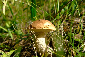 mushroom in the grass