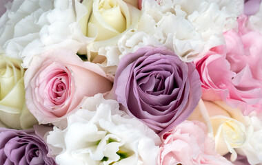 pink roses background lilac purple pink rose white