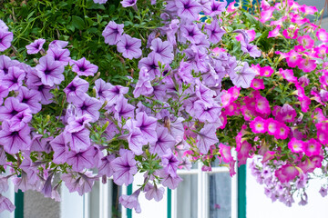 Fototapeta na wymiar flower bouquet wild pink violet purple desing countryside rustic