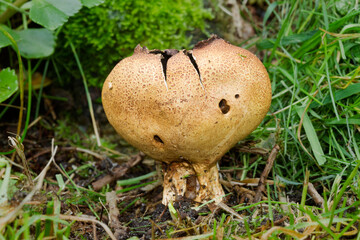 Close-up of a Scaly Earthball, Scleroderma verrucosum, an Earth ball fungus
