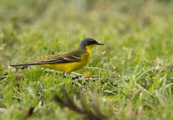 Yellow wagtail in search of food on the ground, Bahrain