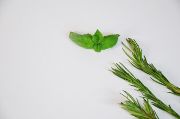 rosemary and basil on white background. Selectionof herbs and spices, isolated