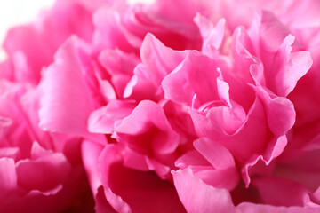 Obraz premium Closeup view of beautiful pink peony flower