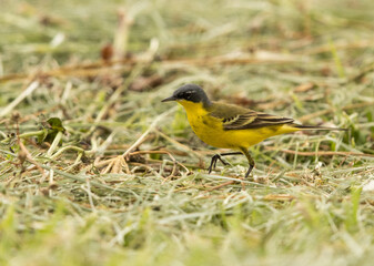 Fototapeta premium Yellow wagtail perched on the ground, Bahrain