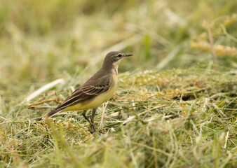 Yellow wagtail on the ground looking for food, Bahrain