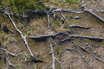 Root system of a tree, tiny roots into the ground