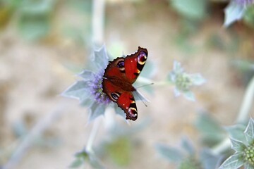 Motyl 