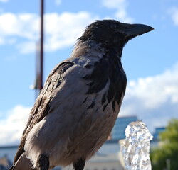 Common hooded crow sitting by a fountain, close-up