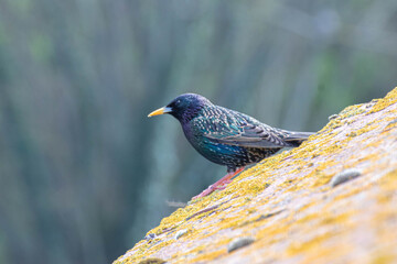 Étourneau sansonnet perché sur surface moussue – plumage irisé en gros plan