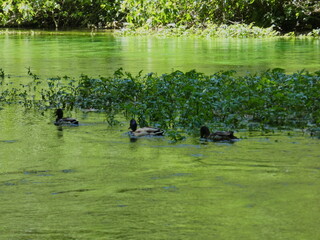 Ducks on the water of the Sorgue river at Fontaine de Vaucluse in Provence