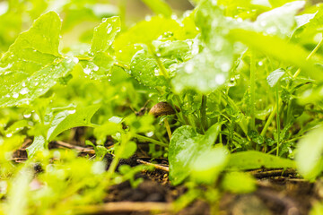 Fototapeta na wymiar Mushroom with green background. Image with raindrops
