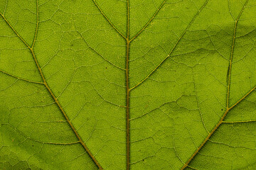Fototapeta na wymiar Flat texture of green leaf
