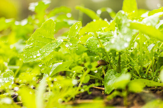 Mushroom with green background. Image with raindrops