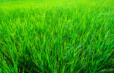 Background image of bright green rice in the field