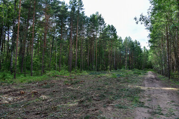 Large quantity of cut and stacked spruce timber in forest for transported. Stack of cut logs....