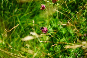 Bumblebee on a flower