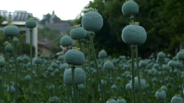 Close up of unripe green poppies heads (Papaver somniferum). Opium poppy, breadseed poppy. Detail view of Poppy-heads field