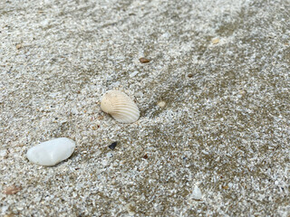 Fototapeta na wymiar The shell on the sand beach in Thailand