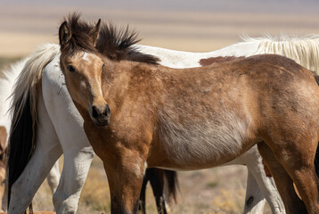 Wild Horse in Spring in the Utah Desert