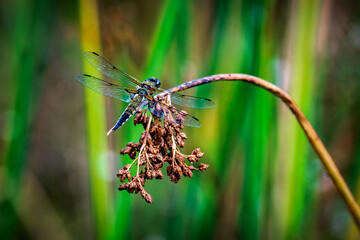 dragonfly on a branch