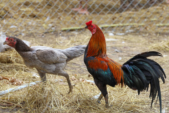 The couple fighting hen is stay at farm in thailand