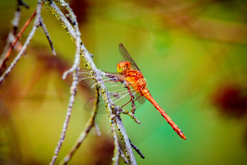 red dragonfly