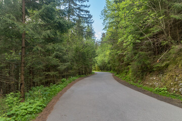 Fototapeta premium Road between trees in Tatra Mountains near Zakopane, Poland.