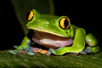 Wandcirkels plexiglas Blue-sided Tree Frog (Agalychnis annae) © Jim