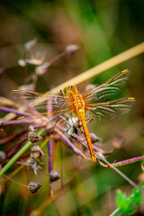 dragonfly on a leaf