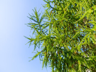 Siberian larch branches with cones on a background of blue sky