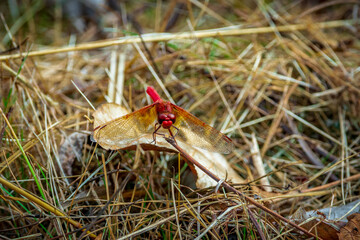 red dragonfly
