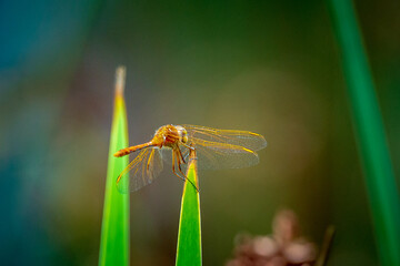 dragonfly on a leaf