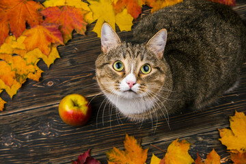 The cat is sitting on the terrace near the house, around the fallen autumn leaves