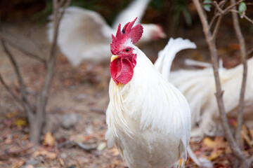 伊勢神宮のニワトリ