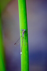 damselfly on grass