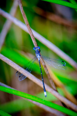 blue damselfly
