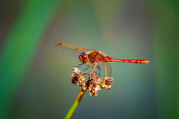 red dragonfly