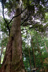伊勢神宮の内宮
