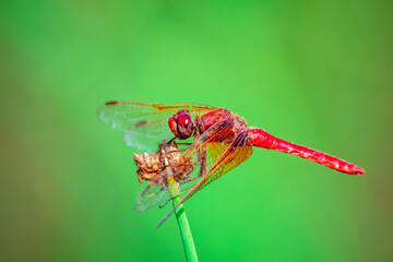 red dragonfly on a green grass