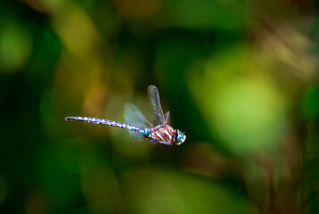 blue dragonfly hovering