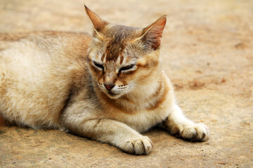 Obraz premium Image of a Cat from my village home